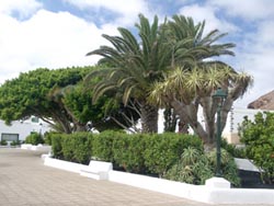 Grünanlage in Tinajo - Lanzarote