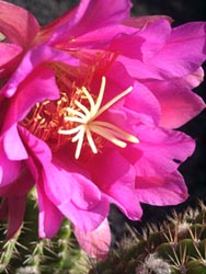 Kaktusblüte - Jardin de Cactus - Guatiza - Lanzarote