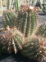 Kaktuspark Jardin de Cactus - Guatiza - Lanzarote