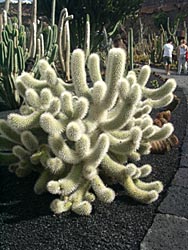 Jardin de Cactus - Guatiza - Lanzarote