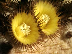 Kaktusblüten - Jardin de Cactus - Guatiza - Lanzarote