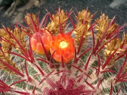 Jardin de Cactus - Guatiza - Lanzarote