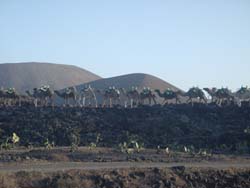 Der Stall ruft - Camellos im Nationalpark Timanfaya - Lanzarote