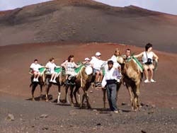 Bei Touristen sehr beliebt - Camellos von Timanfaya - Lanzarote