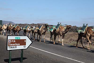 Camellos im Timanfaya Lanzarote