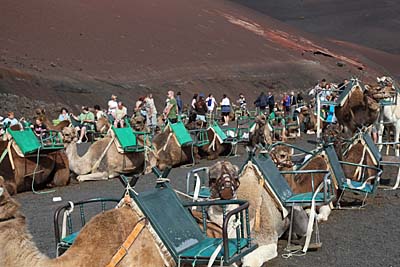 Kamel-Parkplatz Timanfaya Lanzarote