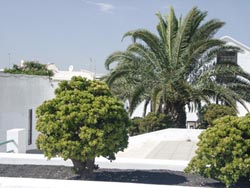 Am Parque de La Mareta - Teguise - Lanzarote