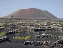 Weinanbau bei Masdache - Lanzarote