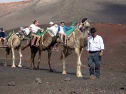 Ritt auf dem Camello - Timanfaya - Lanzarote