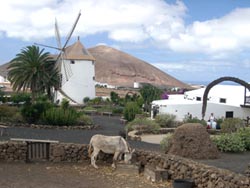 Windmühle und Esel im Museo Agricolo El Patio - Lanzarote