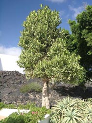 Fundación Cesar Manrique - Lanzarote