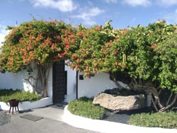 Grüne Eingangszone - Fundación Cesar Manrique - Lanzarote