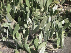 Kakteen für die Farbstoffgewinnung per Conchenille-Schildläuse  - Mala - Lanzarote