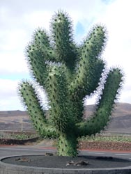 Blechkaktus - Jardin de Cactus - Guatiza - Lanzarote