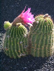 Blühender Kaktus - Jardin de Cactus - Guatiza - Lanzarote
