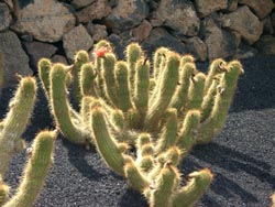 Jardin de Cactus - Guatiza - Lanzarote
