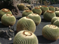 'Schwiegermutterstühle' im Jardin de Cactus - Guatiza - Lanzarote