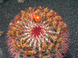 Jardin de Cactus - Guatiza - Lanzarote