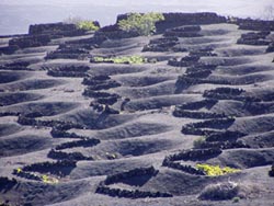 Weinanbau bei La Geria - Lanzarote