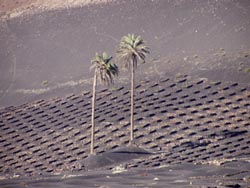 La Geria - Lanzarote