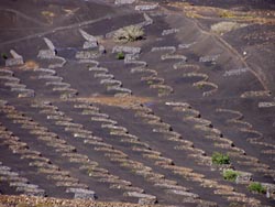 Weinanbau bei La Geria - Lanzarote