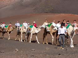 Kamelritt am Rande des Nationalparks Timanfaya - Lanzarote