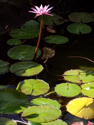 Bühende Seerose - Jardin de Cactus - Guatiza - Lanzarote