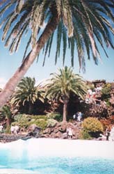 Jameos del Agua - Lanzarote